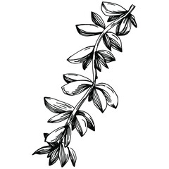 Thyme vector isolated plant with leaves. Herbal engraved style illustration. Detailed organic product sketch.The best for design logo, menu, label, icon, stamp.