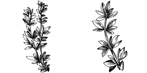Thyme vector isolated plant with leaves. Herbal engraved style illustration. Detailed organic product sketch.The best for design logo, menu, label, icon, stamp.