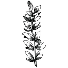Thyme vector isolated plant with leaves. Herbal engraved style illustration. Detailed organic product sketch.The best for design logo, menu, label, icon, stamp.