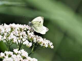 white butterfly on a flower