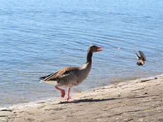 a goose and a bird on the shore, feeding