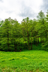 Sommerspaziergang im schönen Park in Altenstein bei Bad Liebenstein - Thüringen - Deutschland