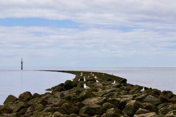 Path of rocks with seagulls leading into the sea.