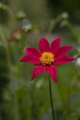 La fleur rouge