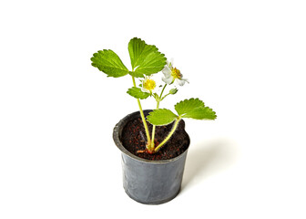 Strawberry seedling with flower isolated on white background. Strawberry plant in pot