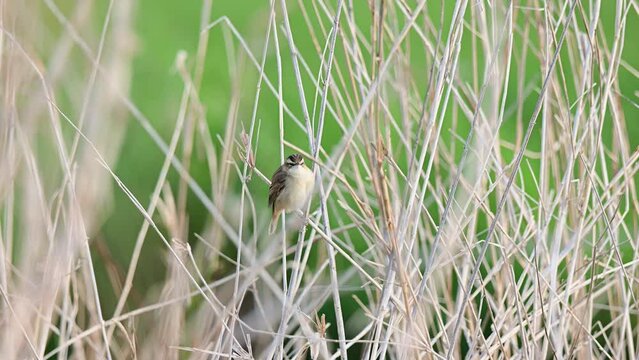 Sedge warbler sitting in riparian vegetation and looking intently, oxbog, lower saxony, spring, (acrocephalus schoenobaenus), germany