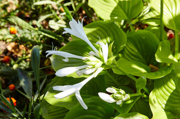 Obraz premium The flowering hosta bushes. Hosta - an ornamental plant for landscaping park and garden design. Family name Asparagaceae, Scientific name Hosta plantaginea