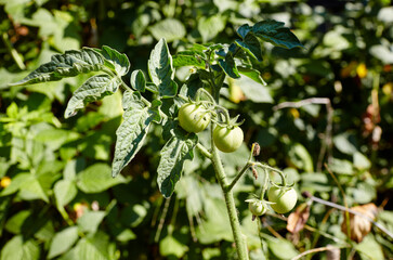 Tomato grows in the garden. Growing fresh vegetables at farm
