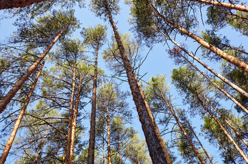Bottom view of tall old trees in evergreen forest. Blue sky in the background. Low angle view of trees in the forest, natural background