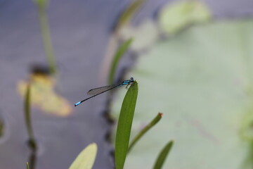 libélula no galho na natureza