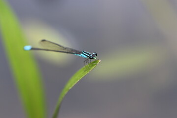 libélula no galho na natureza
