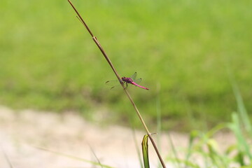 libélula no galho na natureza