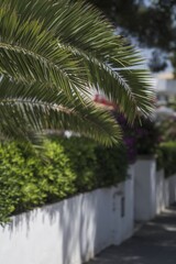 Close-up of palm leaves, in the background blooming flowers and streets. Summer vacation destinations.