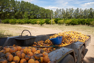Overripe oranges piled up in a vehicle in the countryside.