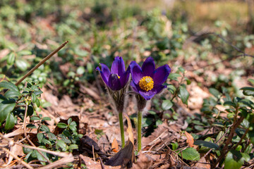 Delicate purple primrose of sleep-grass in the spring forest.