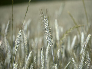 ukraine wheat field ready to harvest