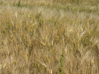 ukraine wheat field ready to harvest