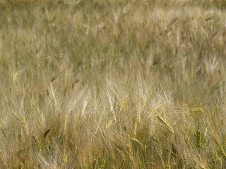 ukraine wheat field ready to harvest