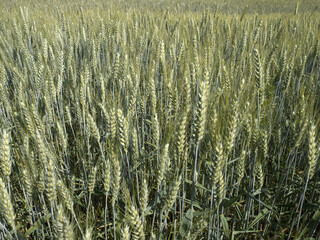ukraine wheat field ready to harvest