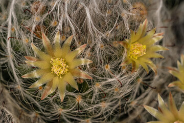 Flowers of Powder Puff Cactus (Mammillaria bocasana)