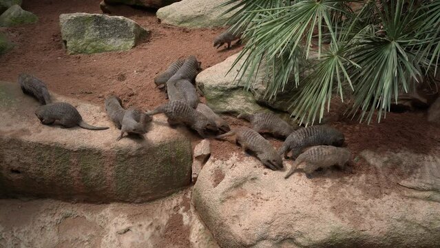 wild dwarf mongoose