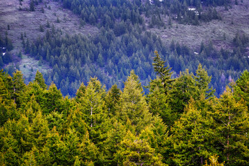Pine Forest During Rainstorm Lush Trees Rain Storm Raindrops Drops