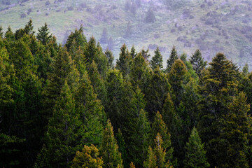 Pine Forest During Rainstorm Lush Trees Rain Storm Raindrops Drops