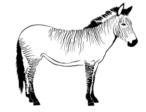 zonkey vector  illustration