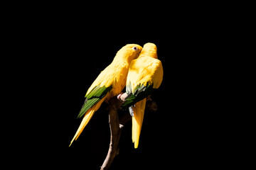 Fototapeta premium Exotic yellow brazilian parrot in forest.