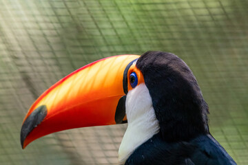 Toucan on the branch in tropical forest in Brazil