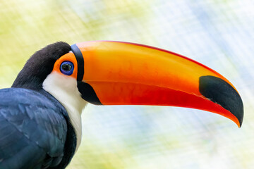 Toucan on the branch in tropical forest in Brazil
