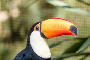Toucan on the branch in tropical forest in Brazil