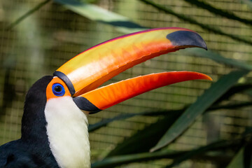 Toucan on the branch in tropical forest in Brazil