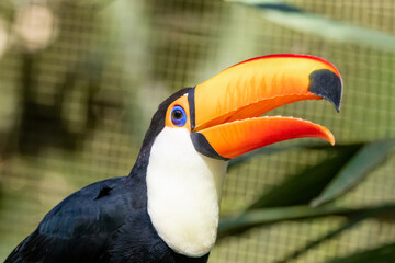 Fototapeta premium Toucan on the branch in tropical forest in Brazil