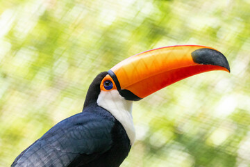 Toucan on the branch in tropical forest in Brazil