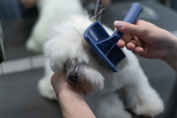 girl combing a white maltese dog in a dog salon