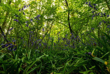 Fototapeta premium Bluebell Season