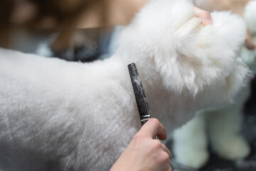 a girl cuts a white maltese dog with scissors on a table in a grooming salon for animals