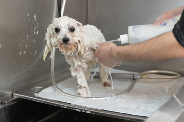 the guy washes the white dog maltese in the sink with shampoo - obrazy, fototapety, plakaty