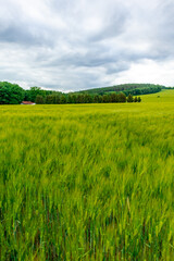 Fototapeta premium Sommerspaziergang durch die Feldlandschaft bei Bad Liebenstein - Thüringen - Deutschland 