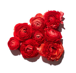 Red ranunculus flowers isolated on white background