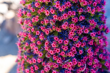 Obraz premium A beautiful bouquet of small flowers on one stem - a unique rare pink tajinaste rojo very close. Endemic to the caldera of Mount Teide. Canary Islands. The bee collects rare expensive honey. Ehium.