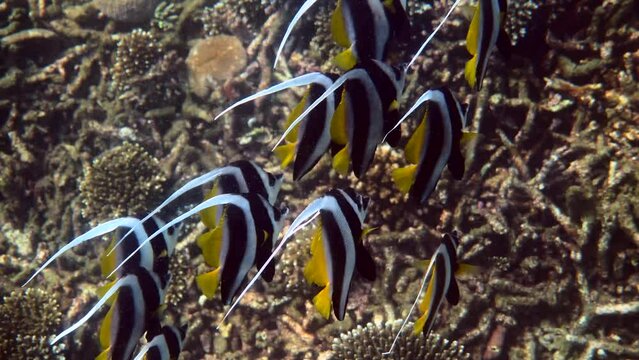 Undersea view of school of longfin bannerfish in beautiful coral reefs in Thailand. Group of striped sea fishes on snorkeling or diving. Underwater video of wildlife sea world. Save eco concept