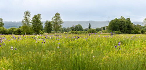Blue Siberian iris on the protected litter meadows on the southern shore of the Ammersee in Bavaria