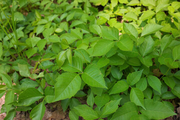 High Angle Close up of a Patch of Poison Ivy Plants on a Sunny Day