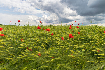 red poppy blossoms on an unripe grain field under a cloudy sky with thunderstorm atmosphere