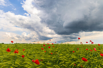 red poppy blossoms on an unripe grain field under a cloudy sky with thunderstorm atmosphere