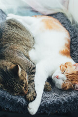 Portrait of a gray and red cat sleeping hugging on the bed. Vertical photo