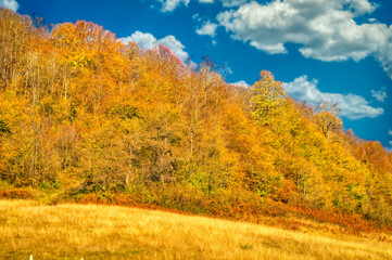 Fototapeta premium Landscape overview over forest during autumn day. 
