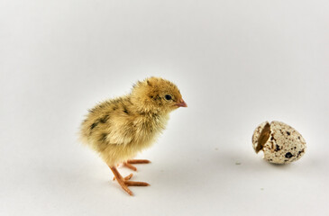 Newborn quail chick with eggshell